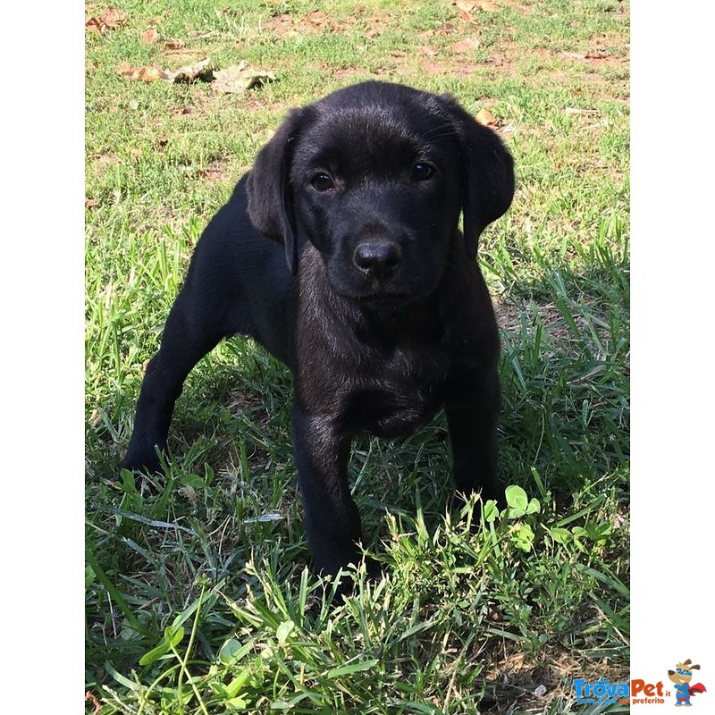 I Migliori Cuccioli Italiani ( Labrador di 2 Mesi) - Foto n. 1