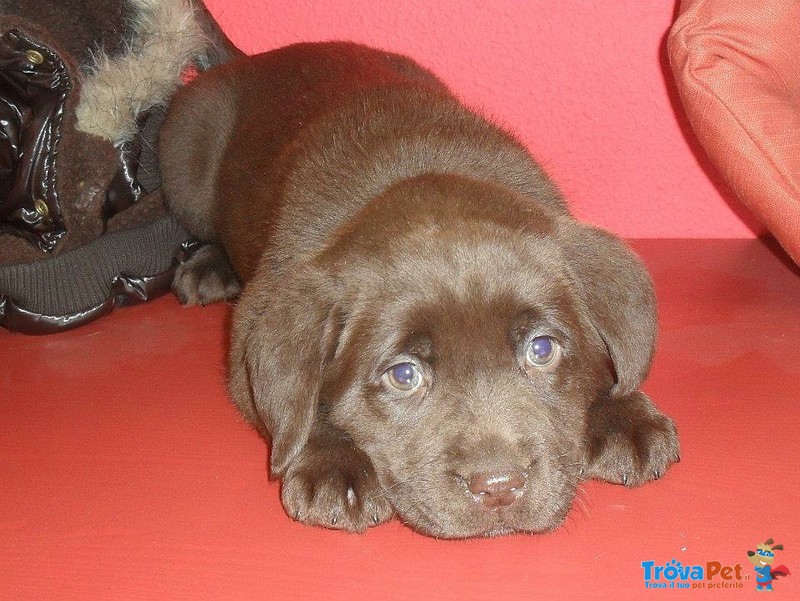 I Migliori Cuccioli Italiani ( Labrador di 2 Mesi) - Foto n. 3