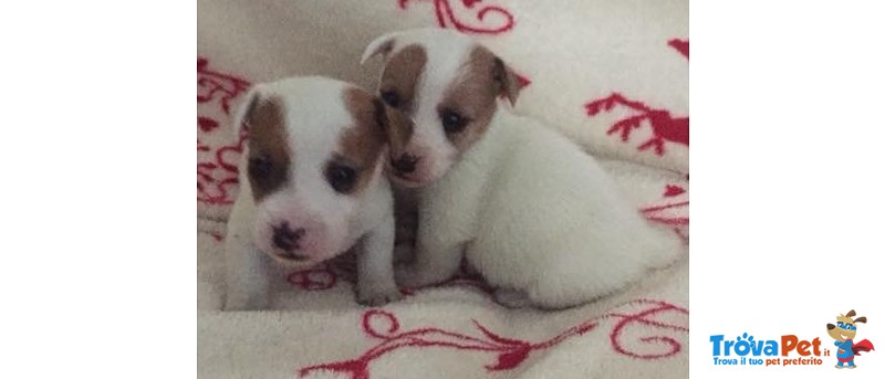 I Migliori Cuccioli Italiani ( jack Russell di 2 Mesi) - Foto n. 1