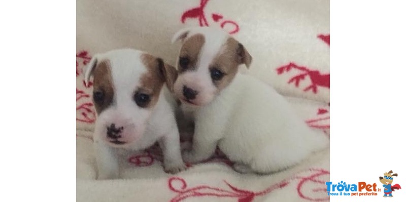 I Migliori Cuccioli Italiani ( jack Russell di 2 Mesi) - Foto n. 2