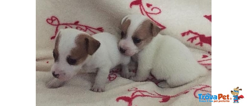 I Migliori Cuccioli Italiani ( jack Russell di 2 Mesi) - Foto n. 3