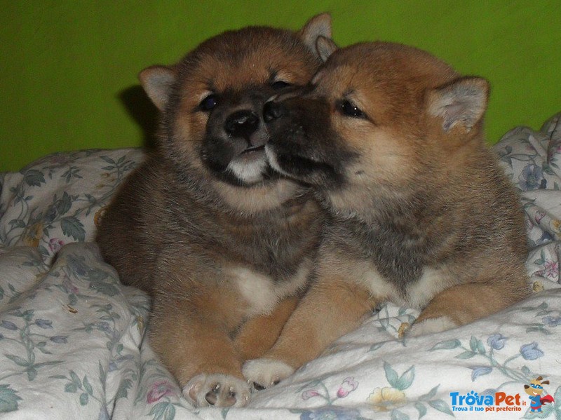 I Migliori Cuccioli Italiani ( Shiba inu di 2 Mesi) - Foto n. 1