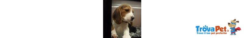 I Migliori Cuccioli Italiani ( Beagle di 2 Mesi) - Foto n. 1