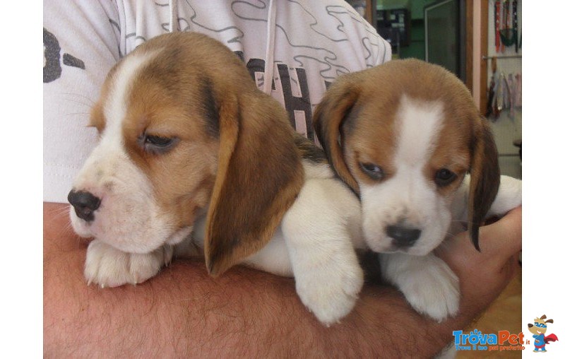 I Migliori Cuccioli Italiani ( Beagle di 2 Mesi) - Foto n. 2