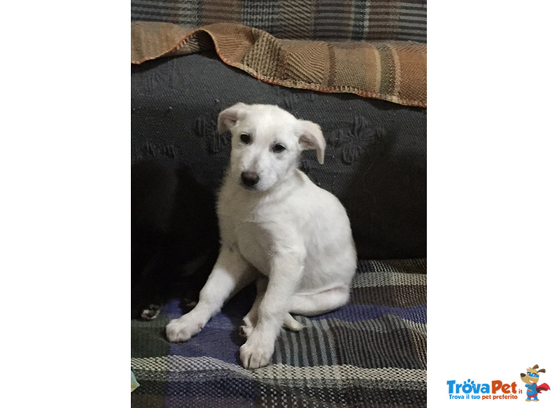 Tata, Ultima Cucciola di 5 Sorelline, Arrivata a Bergamo in Cerca di un Lieto Fine - Foto n. 3