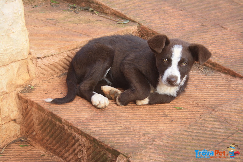 Cucciola Simil Border Collie - Foto n. 3