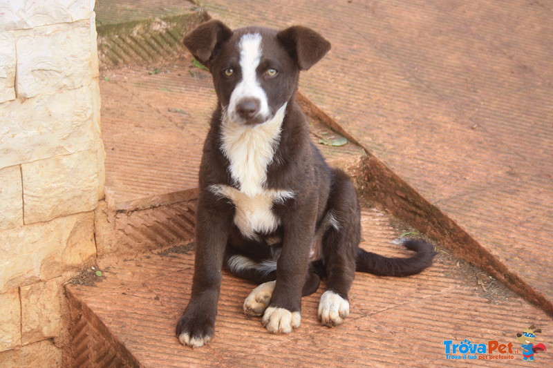 Cucciola Simil Border Collie - Foto n. 1