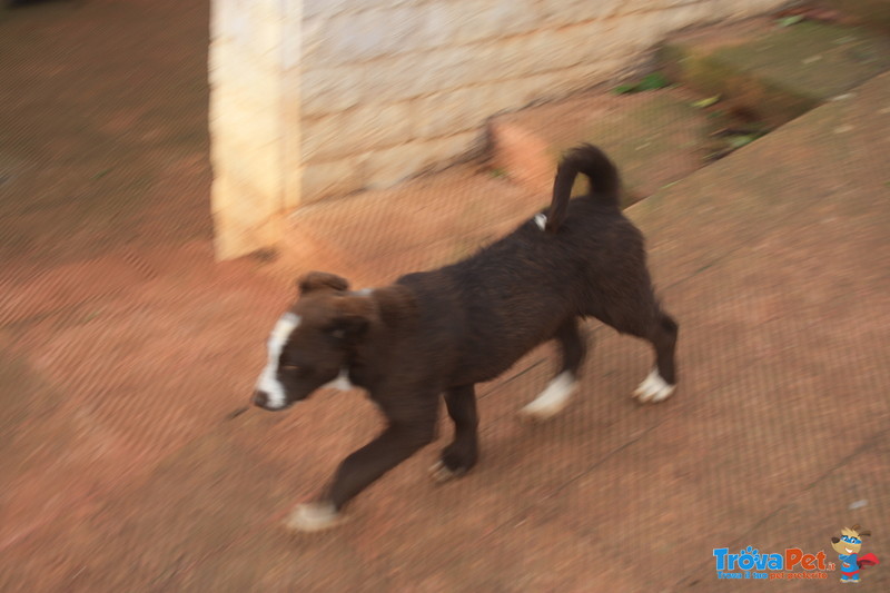 Cucciola Simil Border Collie - Foto n. 4