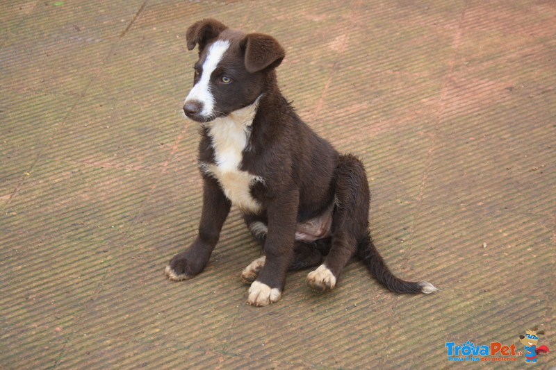 Cucciola Simil Border Collie - Foto n. 5