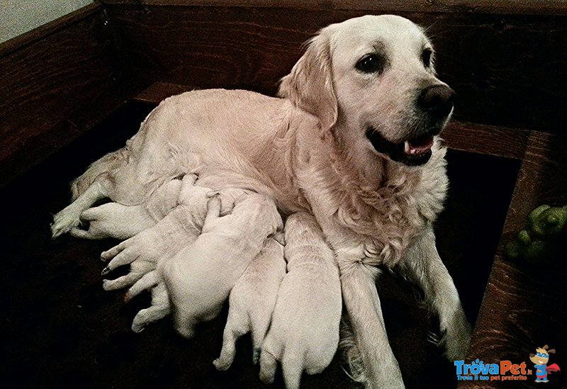 Cuccioli Golden Retriever - Foto n. 2