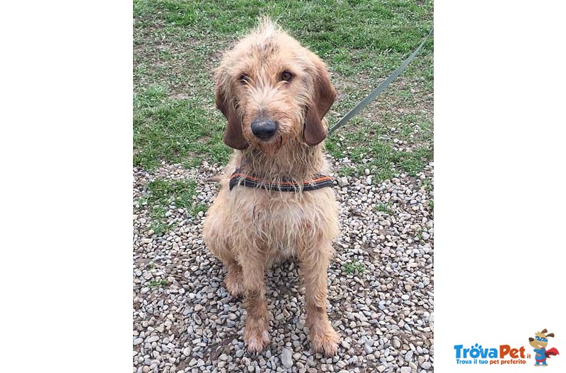 Oc, Segugio di 1 Anno, “detto cane Parlante” da Quasi 5 mesi Rinchiuso in Canile si Dispera, Cerca C - Foto n. 1