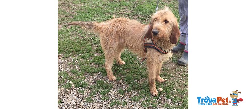 Oc, Segugio di 1 Anno, “detto cane Parlante” da Quasi 5 mesi Rinchiuso in Canile si Dispera, Cerca C - Foto n. 2