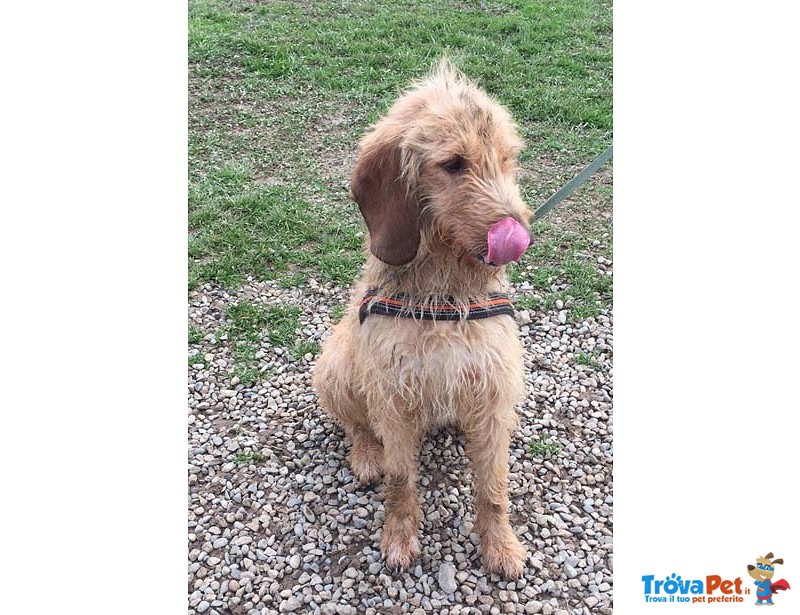 Oc, Segugio di 1 Anno, “detto cane Parlante” da Quasi 5 mesi Rinchiuso in Canile si Dispera, Cerca C - Foto n. 5