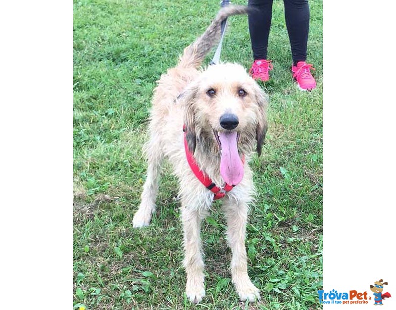 Oc, Segugio di 1 Anno, “detto cane Parlante” da Quasi 5 mesi Rinchiuso in Canile si Dispera, Cerca C - Foto n. 6