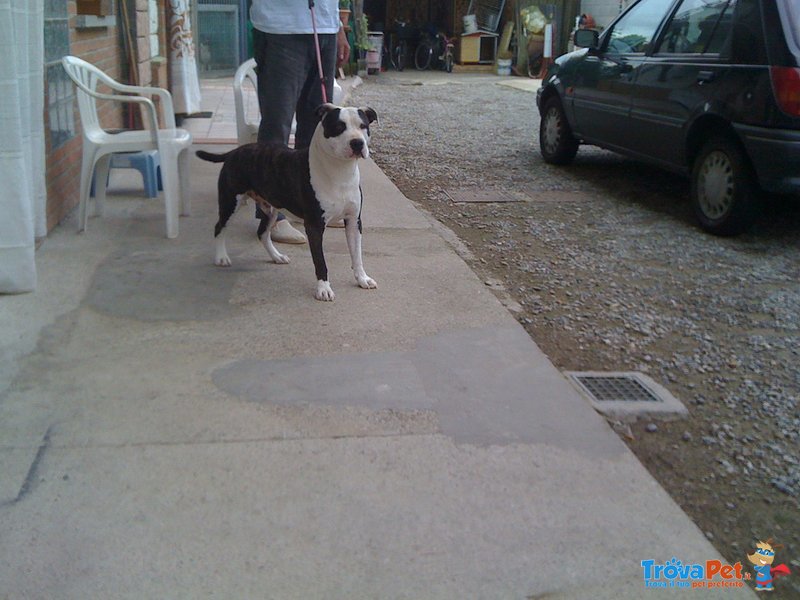 Americanstaffordshireterrier - Foto n. 5