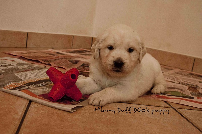 Cuccioli Golden Retriever - Foto n. 3