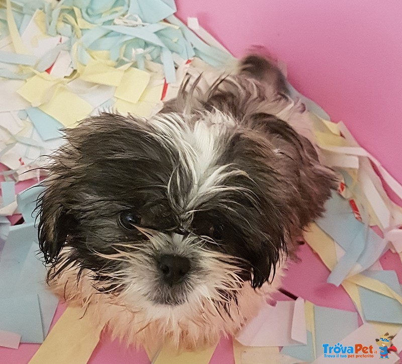 Shih tzu Cuccioli di 2 Mesi - Foto n. 1