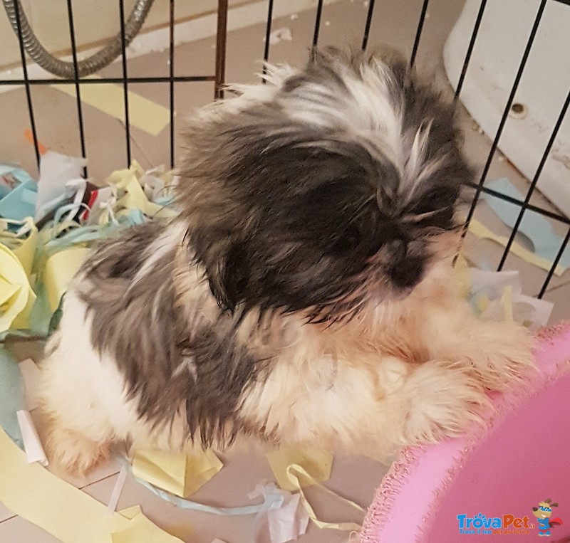 Shih tzu Cuccioli di 2 Mesi - Foto n. 2