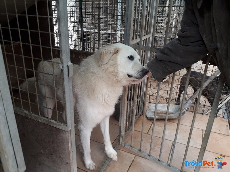 Splendido Pastore Maremmano Abruzzese - Foto n. 2