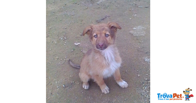 Rosy, Sissy e Trilly, Cucciole di 3 Mesi, Salvate da un Canile del sud, in Arrivo a Bergamo in Cerca - Foto n. 1