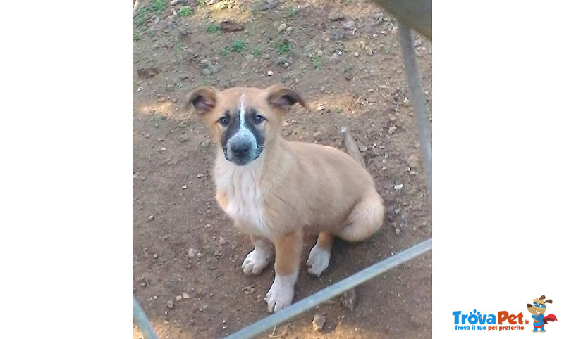 Rosy, Sissy e Trilly, Cucciole di 3 Mesi, Salvate da un Canile del sud, in Arrivo a Bergamo in Cerca - Foto n. 3