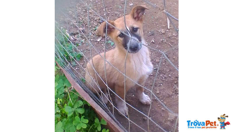 Rosy, Sissy e Trilly, Cucciole di 3 Mesi, Salvate da un Canile del sud, in Arrivo a Bergamo in Cerca - Foto n. 4