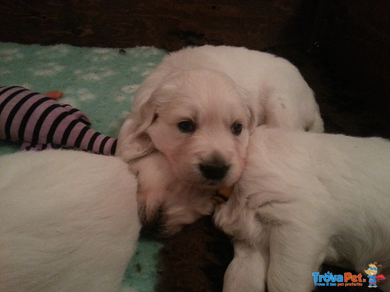 Cuccioli Golden Retriever - Foto n. 6