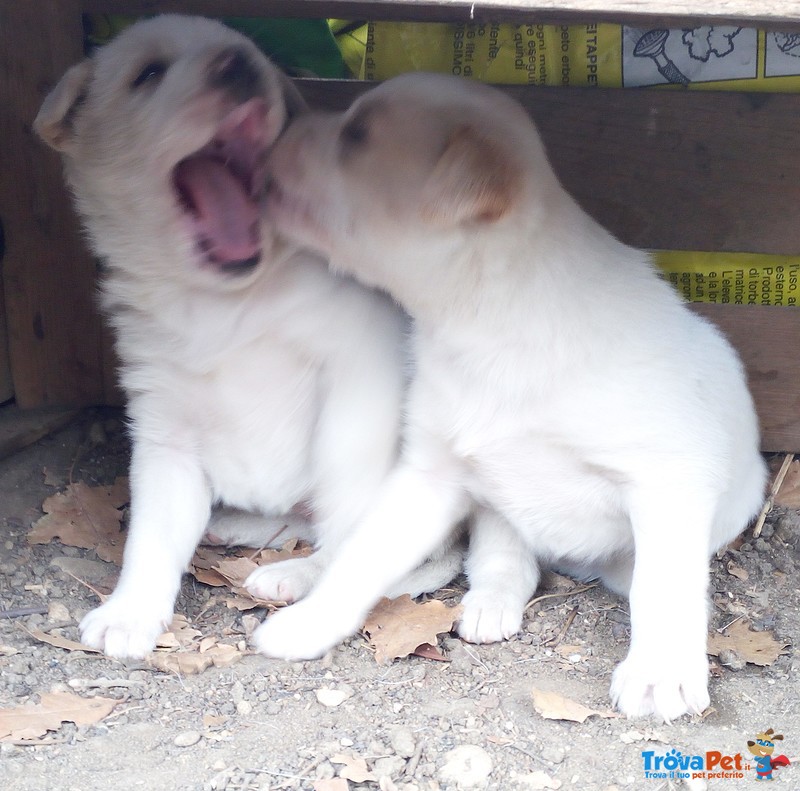 Cuccioli Meticci in Regalo - Foto n. 1