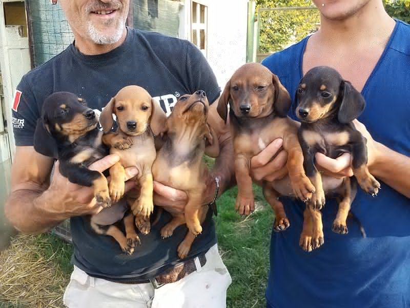 Vendo Cuccioli di Bassotto - Foto n. 2