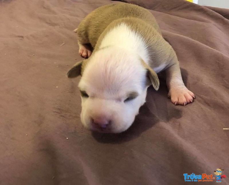 Cuccioli di American Staffordshire Terrier - Foto n. 5