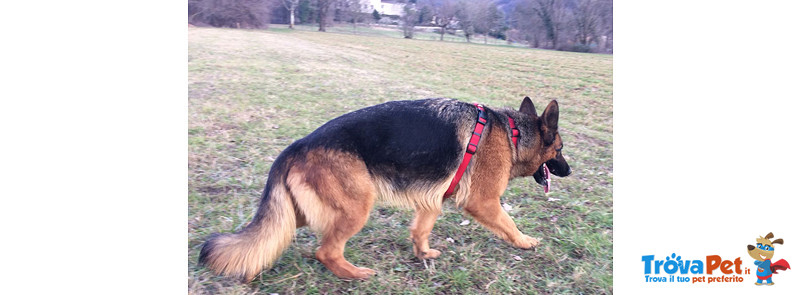 Tara, Pastore Tedesco 3 Anni, ex Fattrice a fine Carriera, Cerca Casa - Foto n. 3