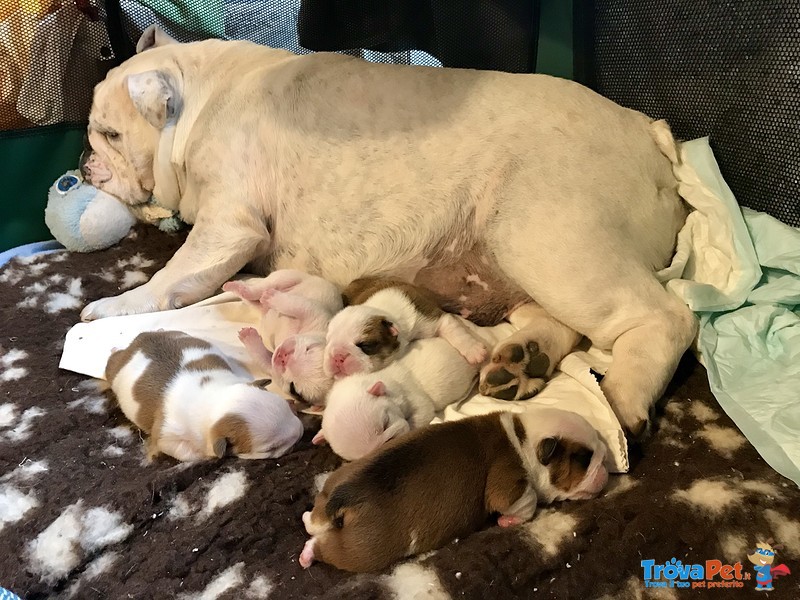 Splendida Cucciolata di Bulldog Inglesi Altissima Genealogia - Foto n. 1