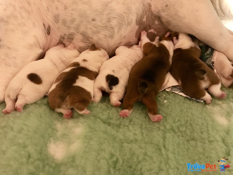 Splendida Cucciolata di Bulldog Inglesi Altissima Genealogia - Foto n. 2