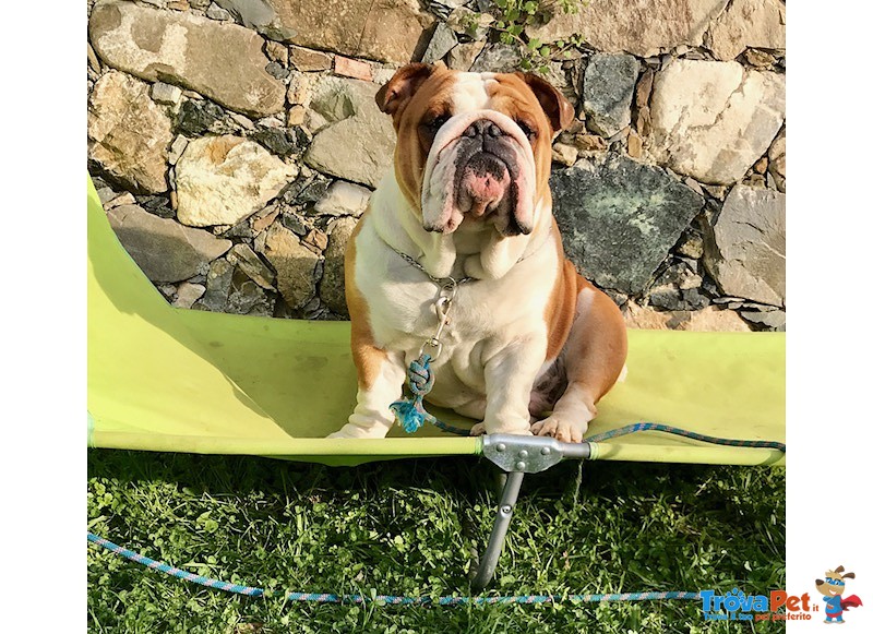 Splendida Cucciolata di Bulldog Inglesi Altissima Genealogia - Foto n. 3