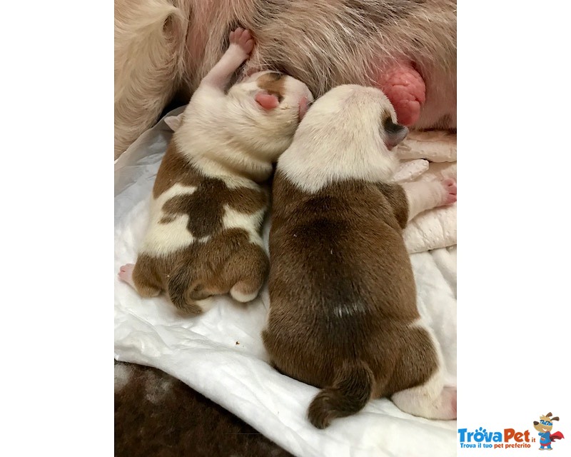 Splendida Cucciolata di Bulldog Inglesi Altissima Genealogia - Foto n. 4