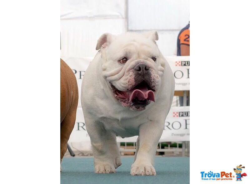 Splendida Cucciolata di Bulldog Inglesi Altissima Genealogia - Foto n. 5