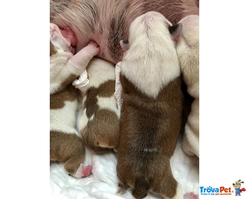 Splendida Cucciolata di Bulldog Inglesi Altissima Genealogia - Foto n. 6