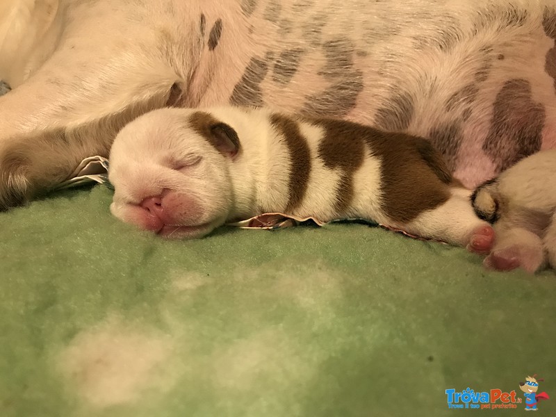 Splendida Cucciolata di Bulldog Inglesi Altissima Genealogia - Foto n. 7