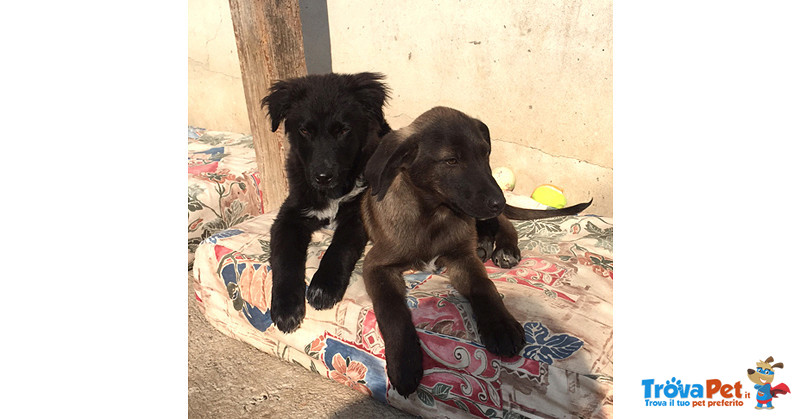 Brando, Ruggero, Mimosa e Castagna, Cuccioli Siciliani di ¾ Mesi, Salvati Dalle Volontarie da un Tri - Foto n. 5