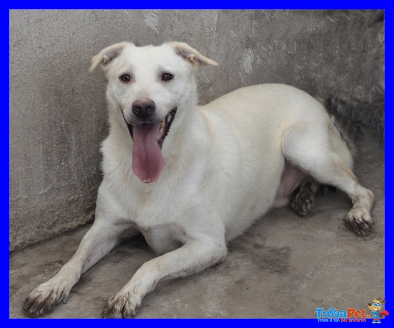 Giasone mix Labrador Bellissimo in Canile Dalla Nascita - Foto n. 1