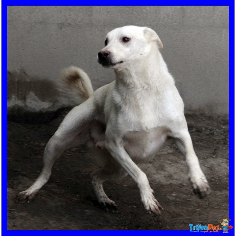 Giasone mix Labrador Bellissimo in Canile Dalla Nascita - Foto n. 2