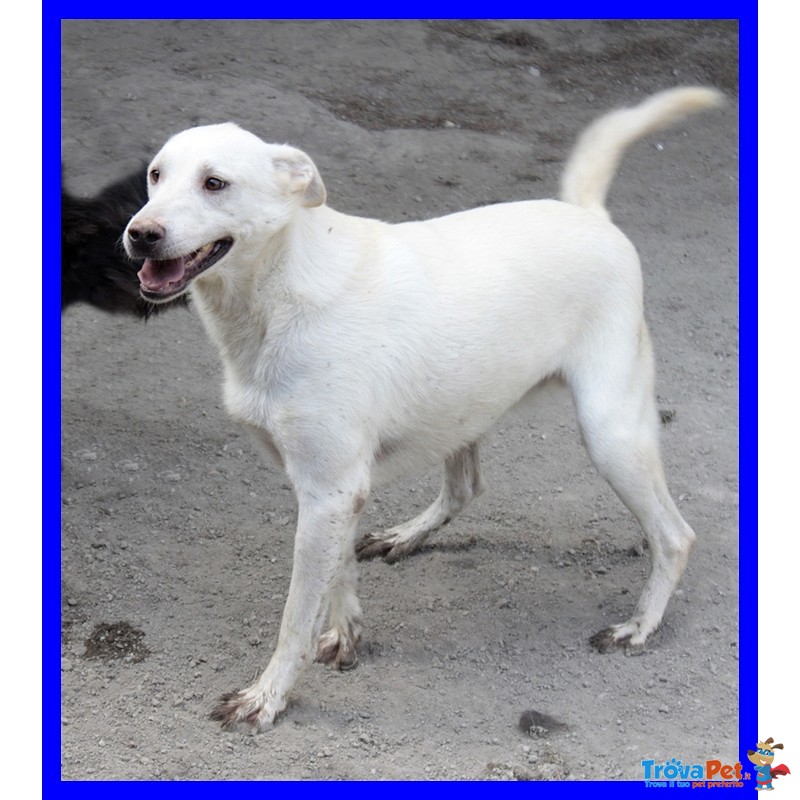 Giasone mix Labrador Bellissimo in Canile Dalla Nascita - Foto n. 3