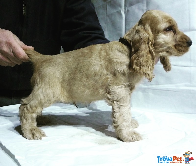 Cocker Spaniel Inglese Cuccioli - Foto n. 5