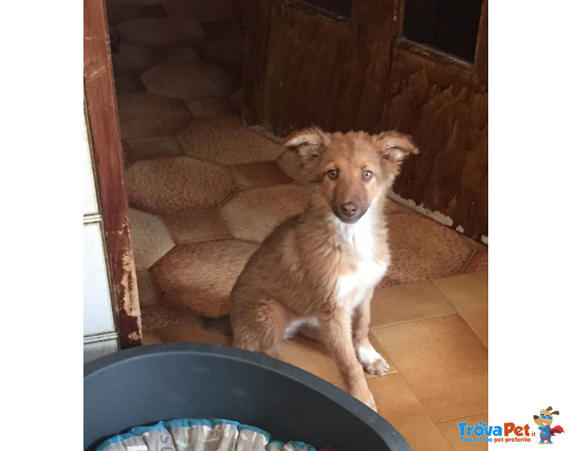 Rosy, Sissy e Trilly, Cucciole di 4 Mesi, Salvate da un Canile del sud, Arrivate a Bergamo in Cerca - Foto n. 1