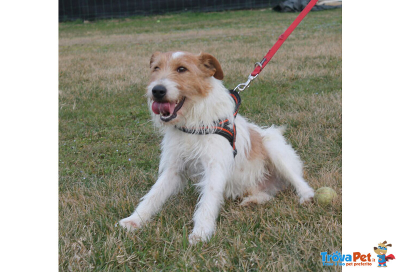 Fox, Incrocio fox Terrier di Circa due Anni, la Reclusione lo Dispera, Cerca una Famiglia per Sempre - Foto n. 1