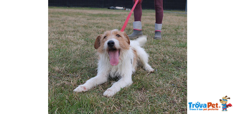 Fox, Incrocio fox Terrier di Circa due Anni, la Reclusione lo Dispera, Cerca una Famiglia per Sempre - Foto n. 2