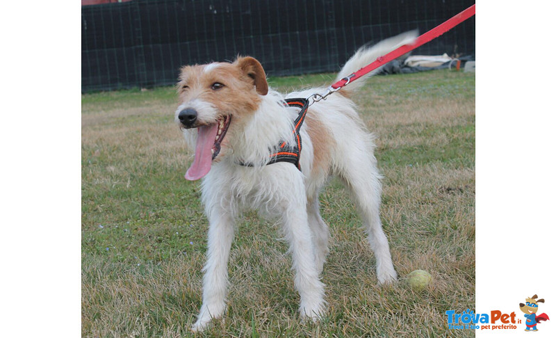 Fox, Incrocio fox Terrier di Circa due Anni, la Reclusione lo Dispera, Cerca una Famiglia per Sempre - Foto n. 3