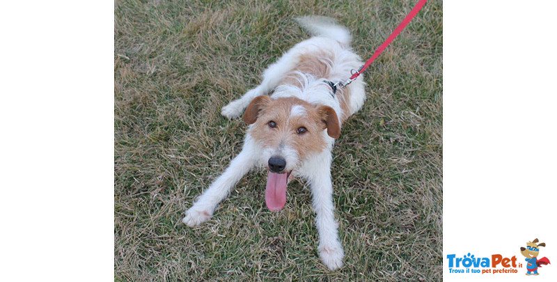 Fox, Incrocio fox Terrier di Circa due Anni, la Reclusione lo Dispera, Cerca una Famiglia per Sempre - Foto n. 5