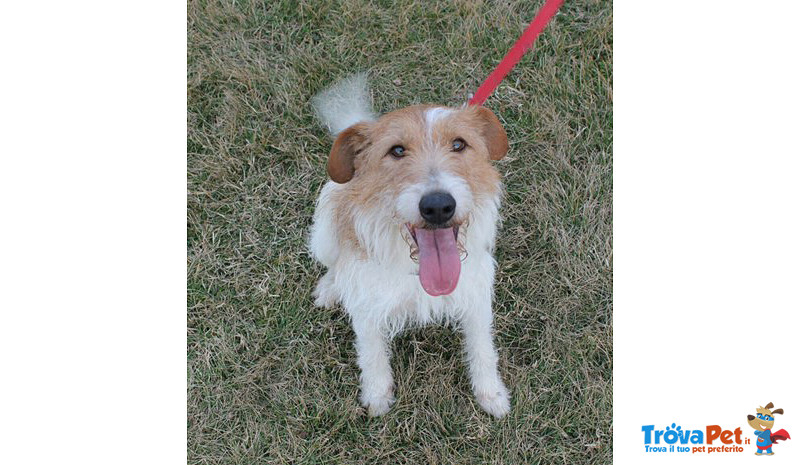 Fox, Incrocio fox Terrier di Circa due Anni, la Reclusione lo Dispera, Cerca una Famiglia per Sempre - Foto n. 6