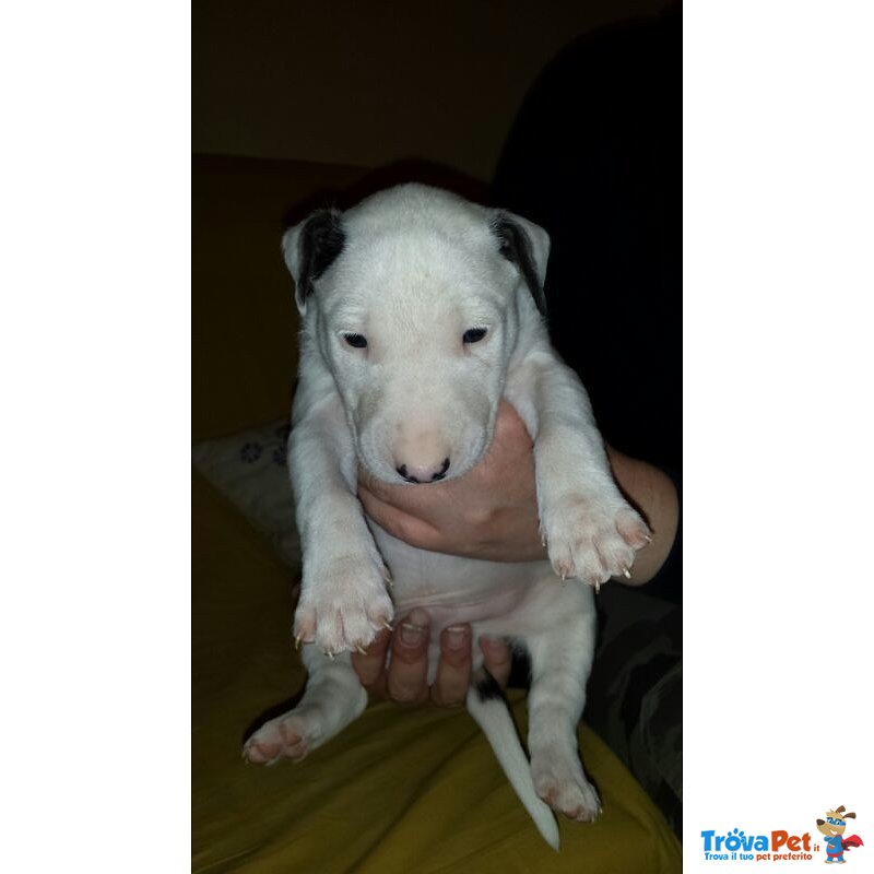 Cuccioli English bull Terrier Standard - Foto n. 2